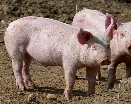 Започва изплащането на помощта от 300 лв. на стопанство за прасета от утре