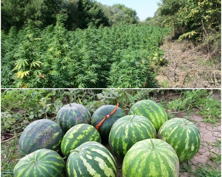 Братя маскират с дини и чушки плантация с канабис