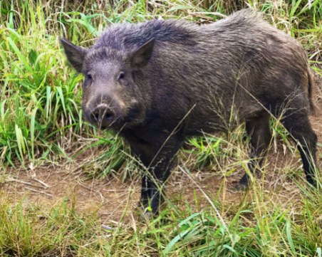 Моторист удари диво прасе край Бяла, измъкна се със счупени ребра