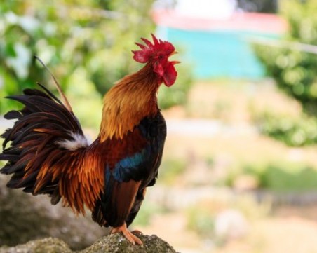 Петел нападна и уби стопанката си