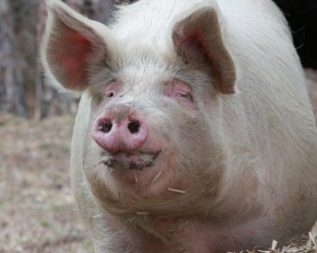 Започва изплащането на обезщетения заради африканската чума