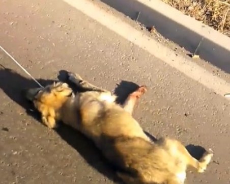 Жестоко! Мъж влачи куче зад колата си