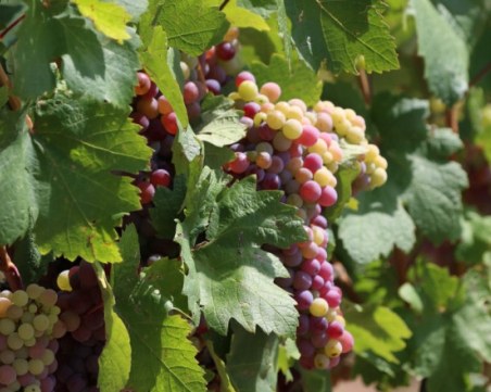 Какви са ползите от редовното ядене на грозде?