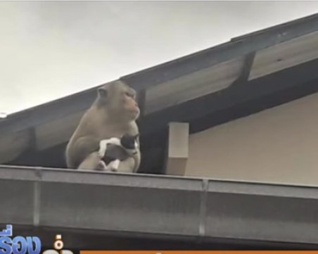 Нагъл макак взе котенце за заложник