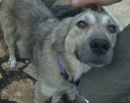 Отнеха кучето на мъжа, който го влачи зад колата си