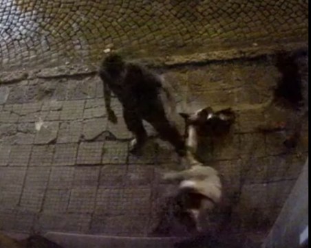 Среднощен екшън в Пловдив! Жрици и сутеньори си спретнаха меле пред домовете на хората