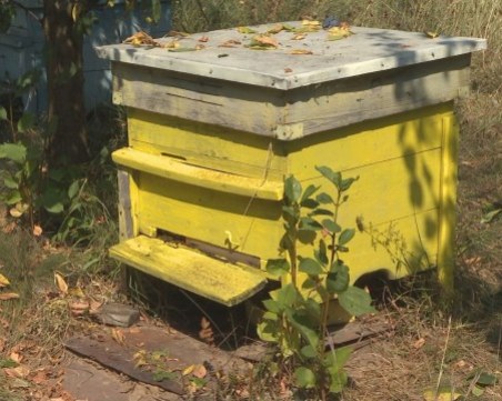 Откриха опасно болест по пчелите у нас