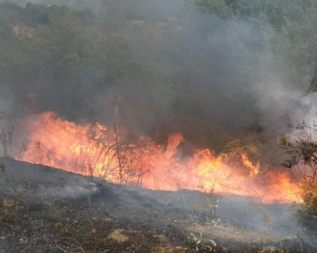 Пожар бушува в 40 декара борова гора в Старозагорско