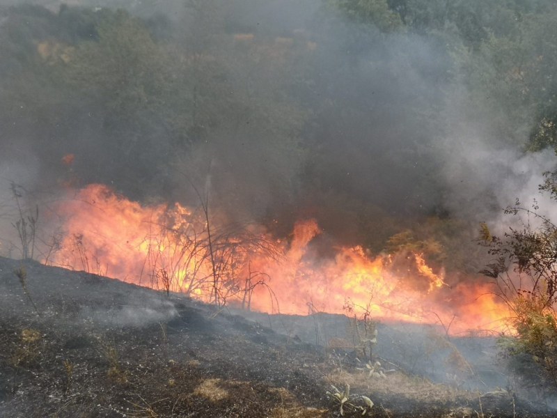 Пожар бушува в 40 декара борова гора в Старозагорско