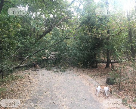 Дърво падна на една от алеите в парк Лаута