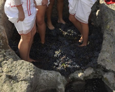 Гроздоберът стана атракция: Дипломати и туристи напират да се пробват на лозето