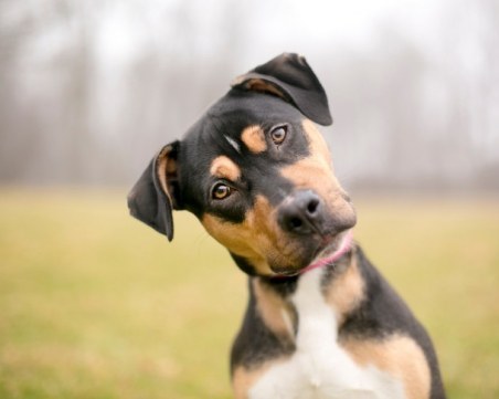 Враг на кучетата ръси отрова в квартала на Лили Иванова, 3 животни вече са мъртви