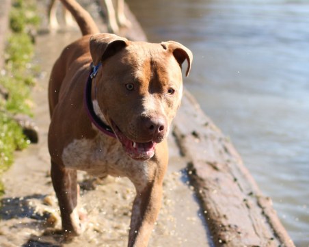 Питбул нахапа 9-годишно дете в столичния парк 