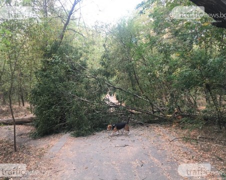 След публикация на TrafficNews: Отстраниха падналото дърво в Лаута
