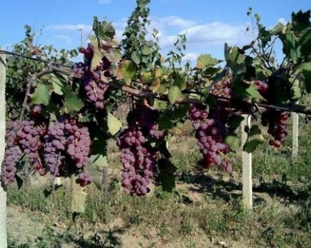 Лозари искат по левче за гроздето, винпромите готови да платят наполовина