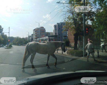 Кон пресече на зелено бул. 