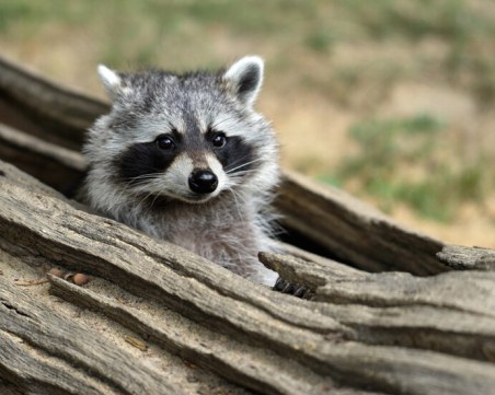 Пияни еноти! 