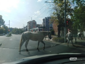 Кон пресече на зелено бул.