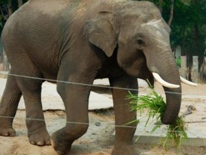 Разхождащ се по улиците слон изплаши жители на село в Беларус
