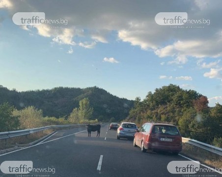 Семейство се размина на косъм от инцидент на Маказа заради… крава