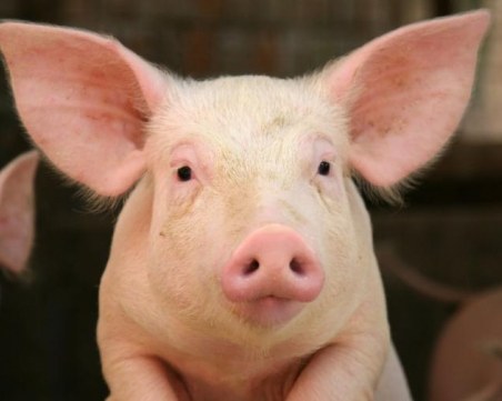 Еврокомисар: Свинската чума е като гангрена, трябва да отрежете крака