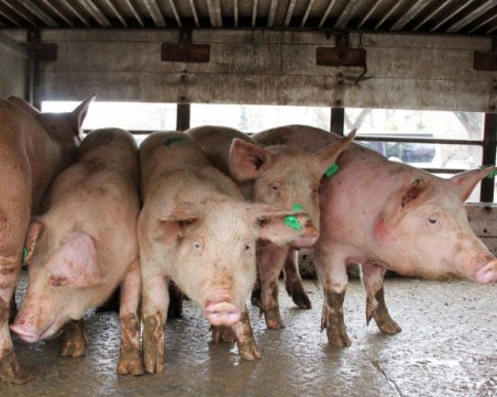 Избиха прасета и извън санитарна зона