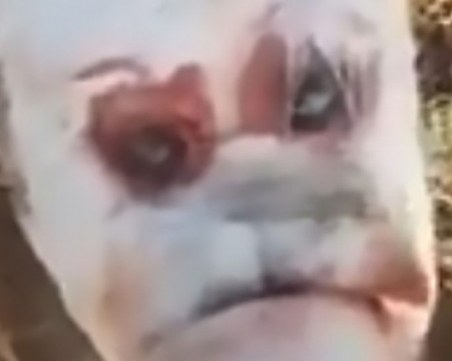 Роди се теленце с човешко лице