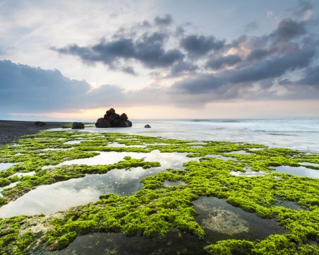 Смъртоносни водорасли се натрупаха по плажове около Франция