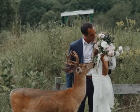 Изненада! Елен се самопокани на сватба, изяде букета на булката
