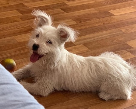 Малката Бела - едва на 5 месеца, а изоставена, търси си стопани