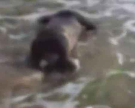 Повече от 12 часа умрялото прасе било на къмпинг 