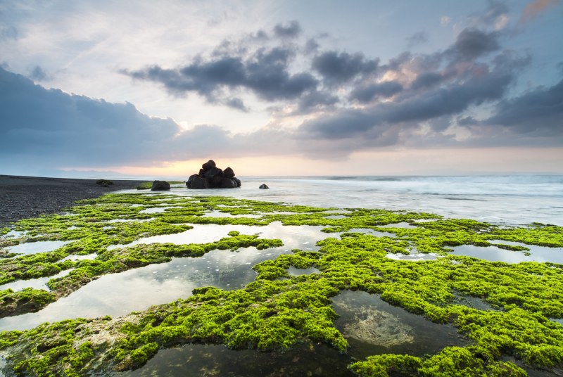 Смъртоносни водорасли се натрупаха по плажове около Франция