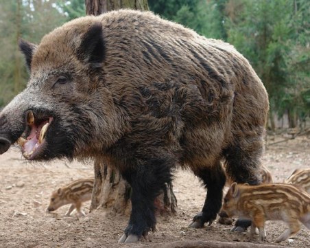Нови мерки срещу чумата по свинете