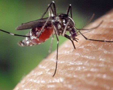 Първи случай на западнонилска треска в Пазарджик
