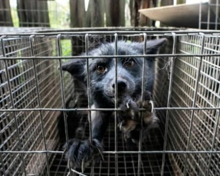 Разлагащи се животински трупове, гладуващи кучета и лисици във ферма за кожи в Полша