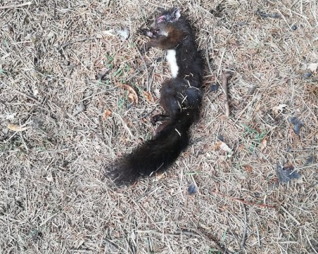 Отрова за плъхове избива катеричките в Борисовата градина в София