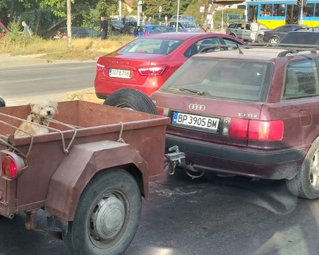 Врачанин вбеси столичани, вози куче в ремарке?!