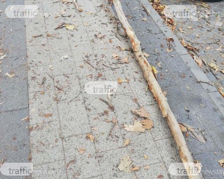 Огромен клон се стовари на пловдивски булевард, по чудо няма пострадали