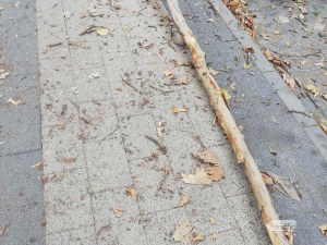 Огромен клон се стовари на пловдивски булевард, по чудо няма пострадали