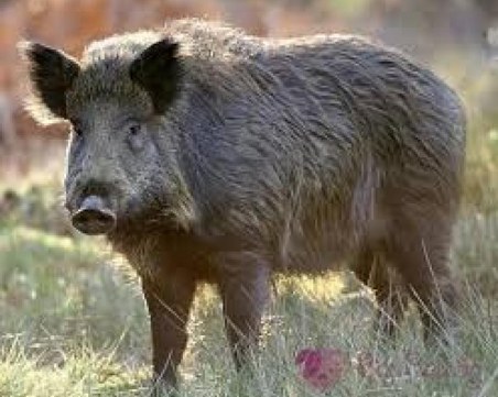 Чумата стигна до Сандански, наближава Гърция