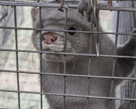 Законопроект иска забрана на фермите за ценни кожи, внесоха го в Народното събрание