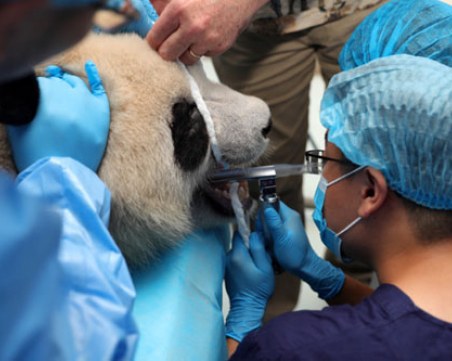 Заведоха на зъболекар пандите в Чънду
