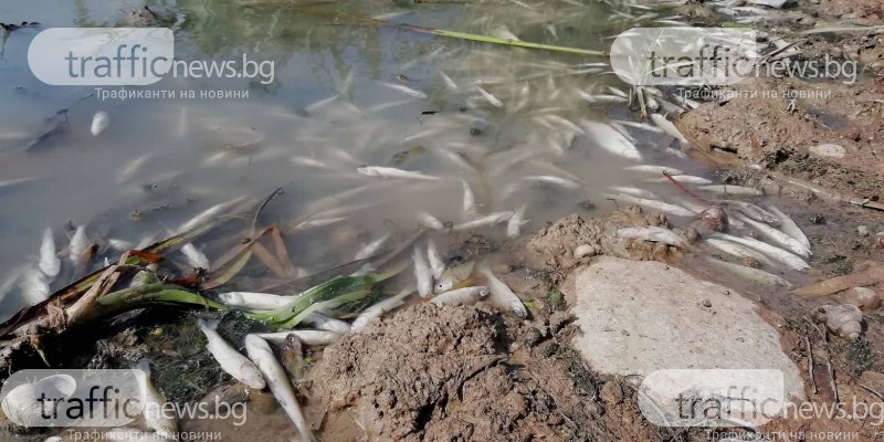5 фирми глобени за изхвърлени отпадъци в язовир Пчелина преди рибата да измре