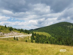 Горски хвана младежи в крачка, арестуваха ги
