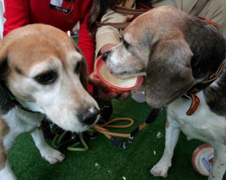 Пълните хора имат кучета с наднормено тегло