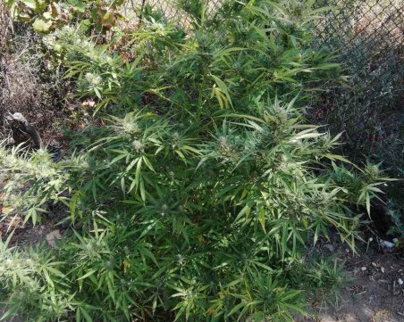 Мъж от Пазарджишко превърна двора си в наркоферма, арестуваха го