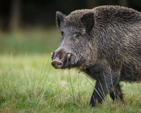 Ловци се надяват да подгонят глиганите другата събота