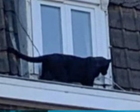 Паника в Лил! Черна пантера се разходи по покривите на сгради
