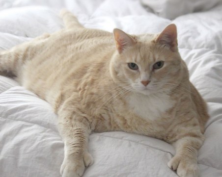 Затлъстяла котка ходи на фитнес, за да отслабне, спазва и строга диета