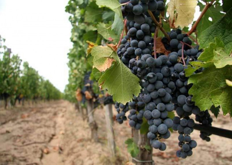 Тонове грозде застояват, производители се оплакват заради ниските цени на реколтата